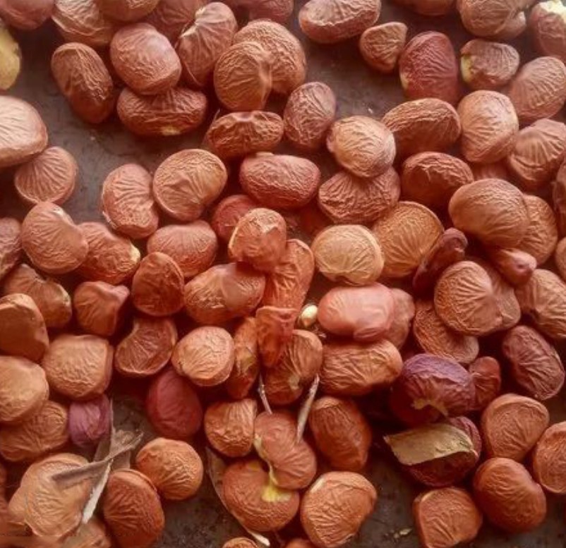 Karanja Seed