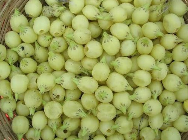 Mahua Flowers