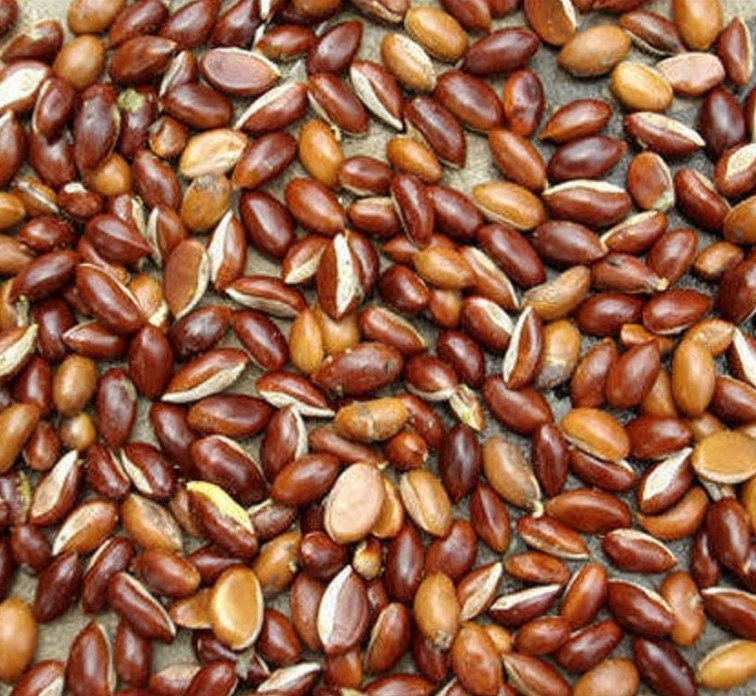 Mahua Seeds