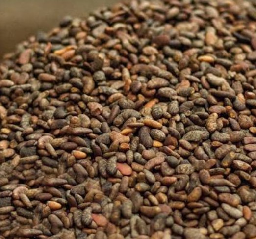Sal Seed